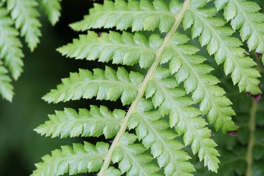 Close up of the intricate leaves of a fern plant