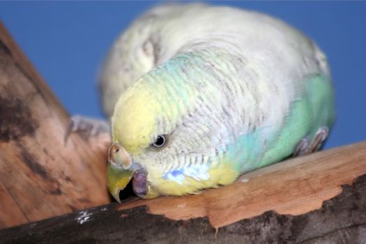 Budgie bird biting at the bark of a tree