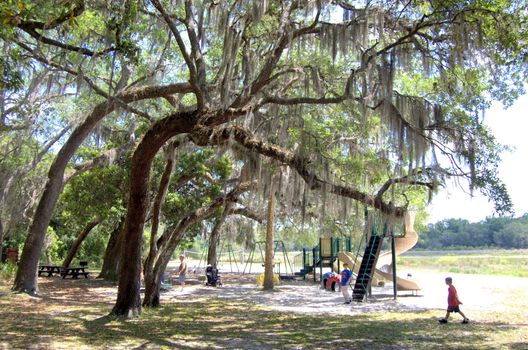 Spanish moss on trees at a kids playground