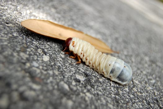 Grub with leaf on asphalt road