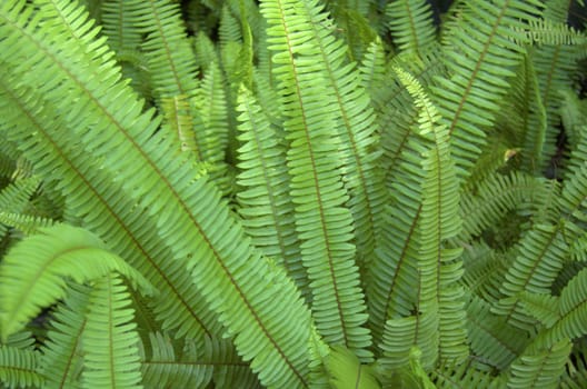 Ferns in Florida