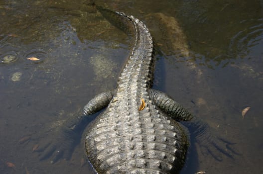 alligator with leaf on back