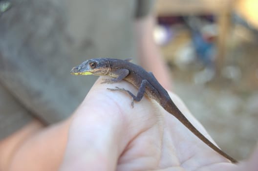 lizard being held on hand