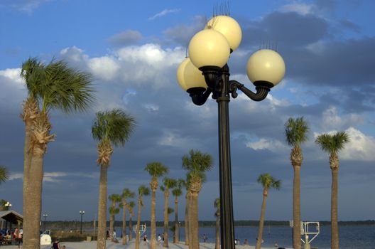 lights shown with palm trees