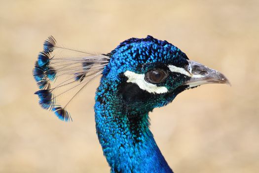 Close up of the peacock's head. Background.