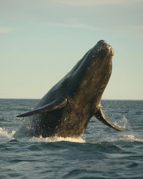Southern right whale in Atlantik