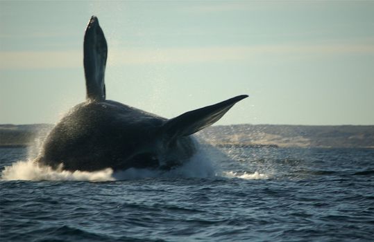 Southern right whale ploughing through waters of southern atlantic ocean