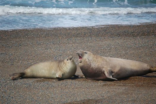Two seals mating on Patagonian beach