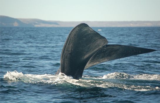 Whale tail diving