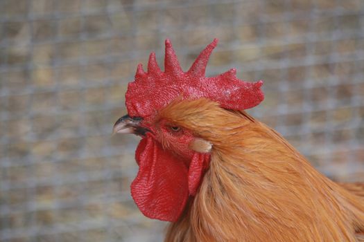 Close up of the roosters's head. Background.