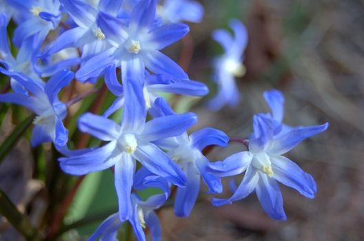 Blue Flower