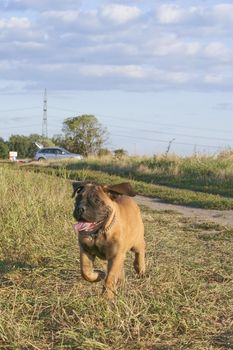 A running bullmastiff puppy on the meadow.