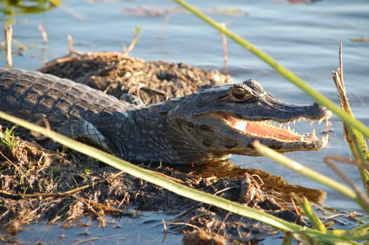 Alligator in Argentine Marshland