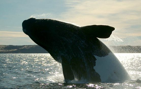 Southern Right Whale diving