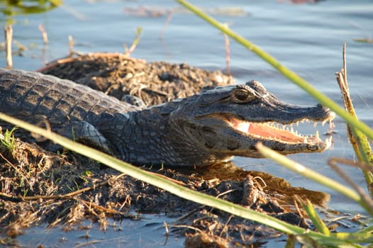 Alligator in Argentine Everglades waiting for prey