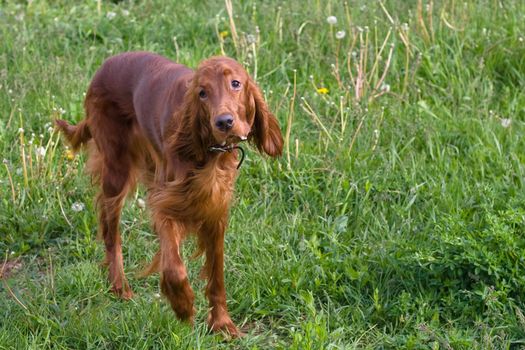 young irish setter on green field
