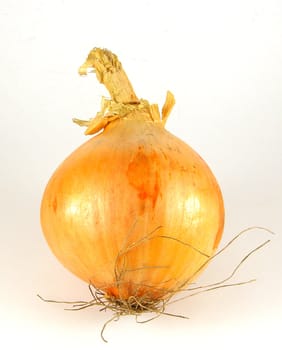 A close up of fresh onion isolated on white background