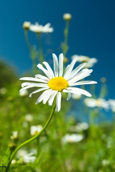 camomile on natural background - shallow dof