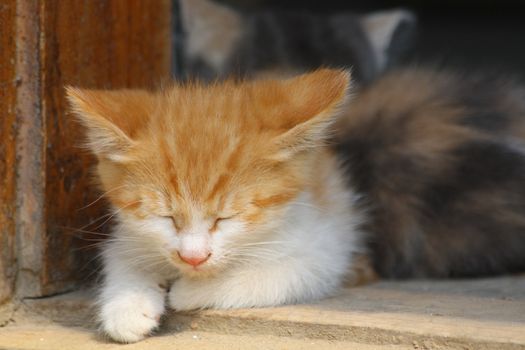 Close up of the little sleeping orange kitten