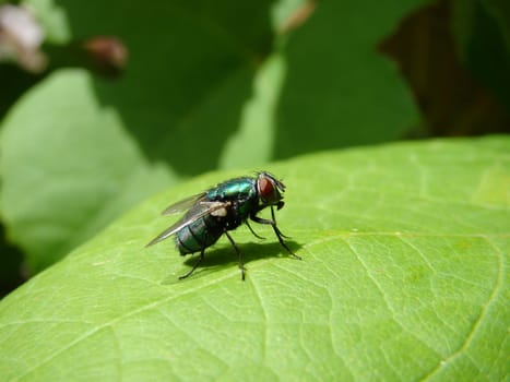 fly sitting on leaf