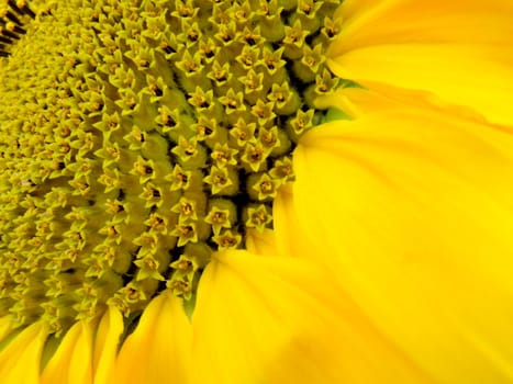 close up of sunflower