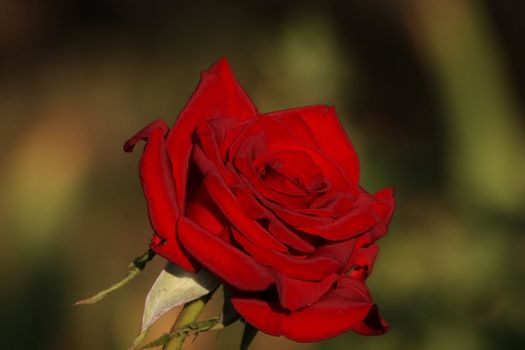 Close up of the beautiful red rose.