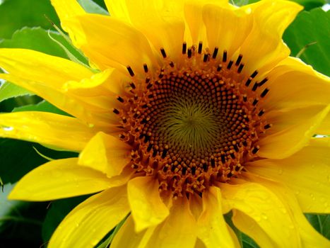 sunflower up close