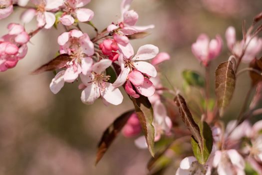 Spring flowers