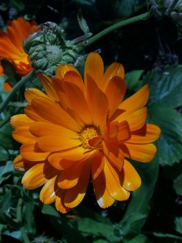 image of a marigold flower