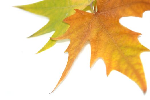 two leaves, green and brown isolated on white