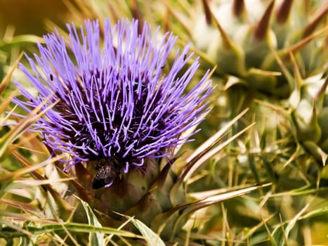 Detail of a beautiful Mediterranean thistle and green foliage