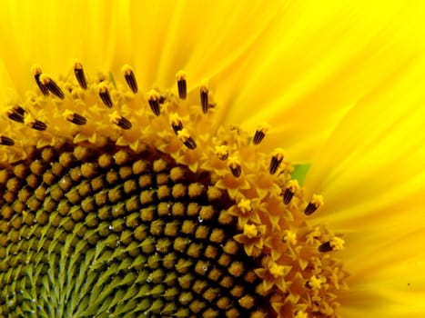 sunflower up close