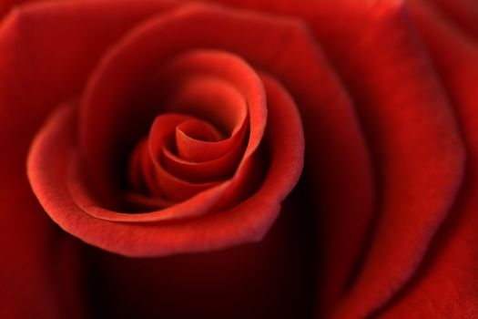 Soft focus - shallow depth-of-field image of the centre of a rose.
