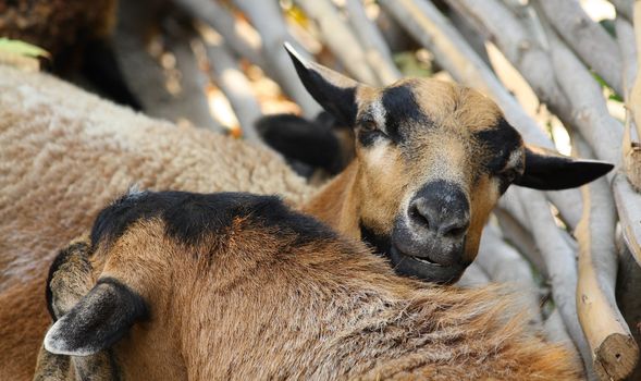 Close up of the curious domestic goat.