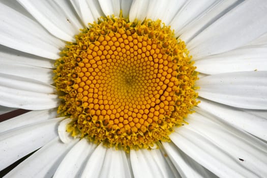 Big decorative camomile. Karaganda, august 2007. Macro.