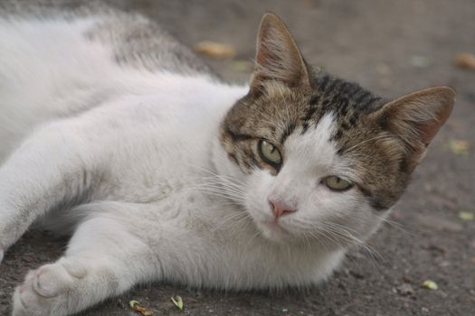 Close up of the resting cat.