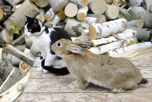 rabbit keeps company with cat