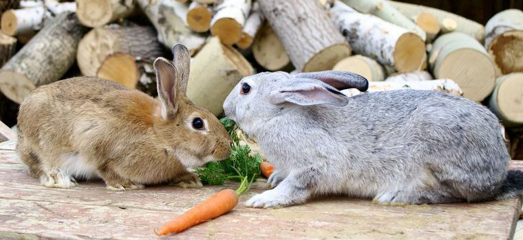   beige and gray conies seat and eat carrot