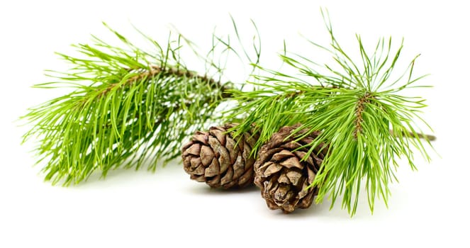 cedar branch with two cedar cones on white