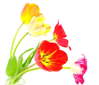 posy of varicoloured tulips in vase on white isolated