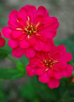 isolated shot of Pink Zinnia flowers blooming