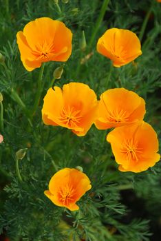 isolated shot of a yellow california poppy flower
