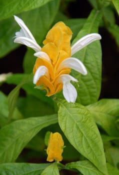 an isolated shot of yellow white flower blooming