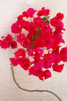 an isolated shot of trained red Bougainvillea plant with flowers