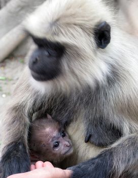 isolated shot of hairy monkey black langur animal in jungle