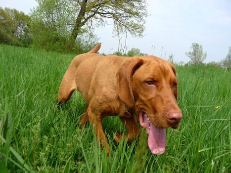 young Hungarian vizsla dog on meadow
