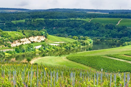Green hills with vineyards along the European river Mosel in summer