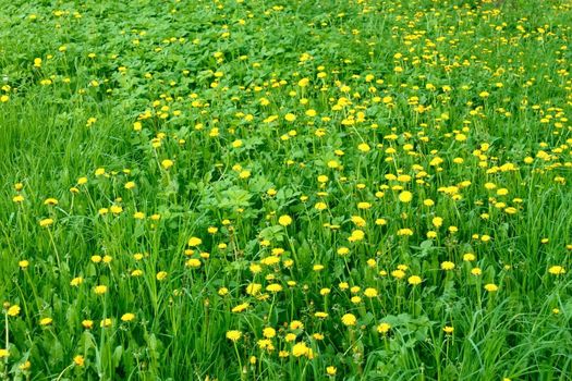 Dandelion flowers blossom in the meadow among motley grass