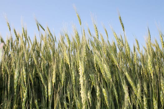 Beautiful stalks of a grain plant - oats