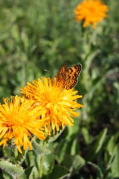 The butterfly drinks flower nectar